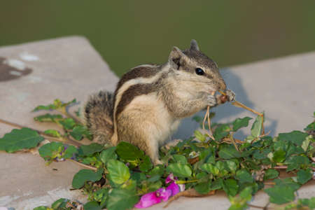 A northern palm squirrel, also called five- striped palm squirrel, A rodent that lives in Northern Indiaの写真素材