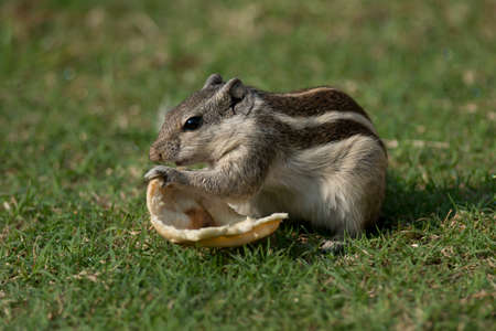 A northern palm squirrel, also called five- striped palm squirrel, A rodent that lives in Northern Indiaの写真素材