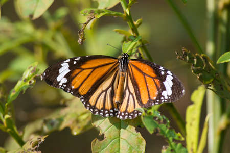 Common Tiger butterfly on a leaf in Kanha National Park, India  Scientifical name Danaus Genutiaの写真素材
