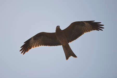Hawk speading its wings and flying in the sky