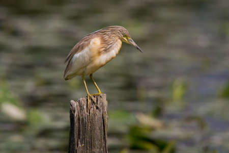 Squacco heron in the swamp of Oasi Lipu Torrile, Italyの写真素材