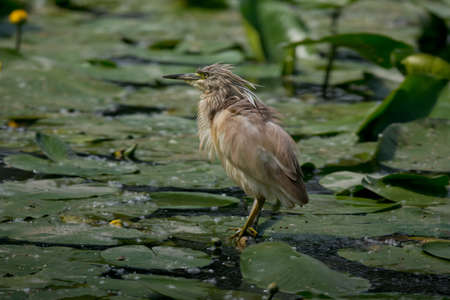 Squacco heron in the swamp of Oasi Lipu Torrile, Italyの写真素材