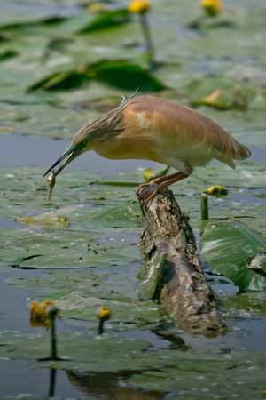 Squacco heron in the swamp of Oasi Lipu Torrile, Italyの写真素材