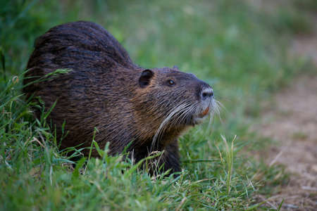 A coypu called river rat, A rodent native from South Americaの写真素材