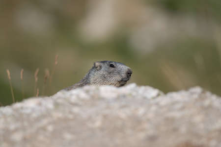 Alpine marmot near the burrow in the ligurian alps.の写真素材