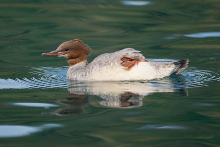 Female common merganser in the Bled Lake of Sloveniaの写真素材