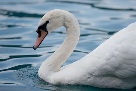 Mute swan in the Bled Lake of Slovenia.の写真素材