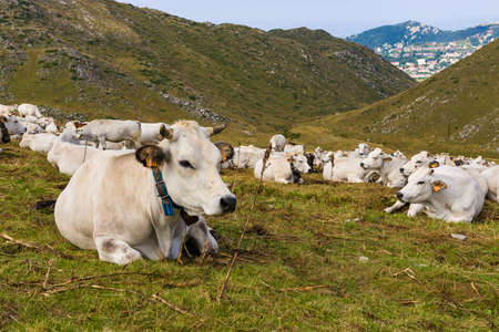 Cow in Prato Nevoso, Piedmont, Italyの写真素材