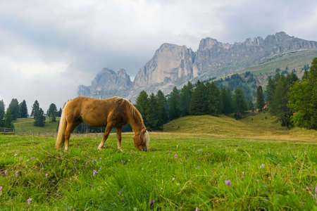 Palomino horse grazing in the meadows under the peak of the Rosengarten Groupの写真素材