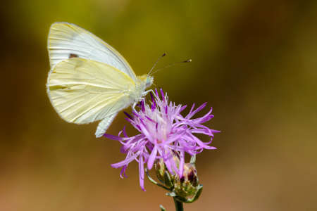 Pieris Rapae, butterfly normally called Small cabbage whiteの写真素材