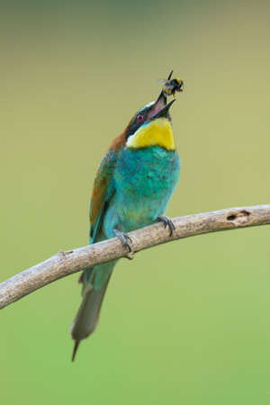 Bee-eater (also called merops apiaster) on a branch eating insectsの写真素材