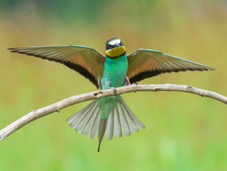 Bee-eater (also called merops apiaster) spreading wings on a branchの写真素材