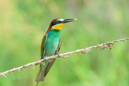 Bee-eater (also called merops apiaster) on a branch eating insects