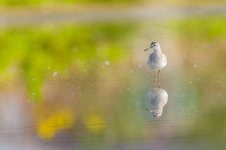 Green sandpiper reflecting in a pondの写真素材