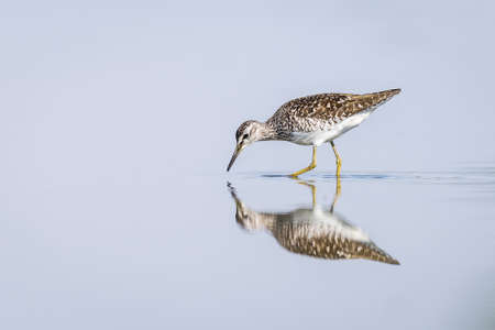 Green sandpiper reflecting in a pondの写真素材