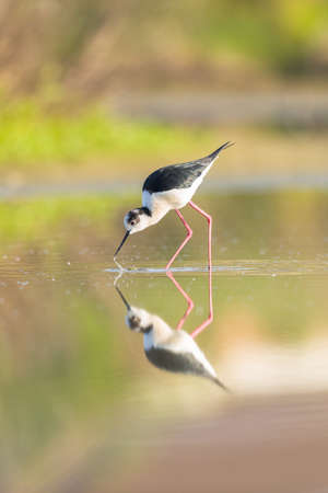 Black winged stilt reflecting in a pondの写真素材
