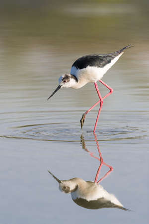 Black winged stilt reflecting in a pondの写真素材