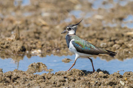 Northern Lapwing near a pondの写真素材