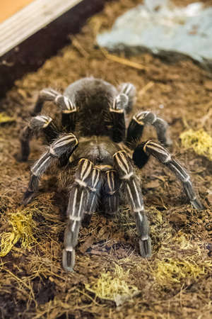 Poisonous tarantula in a terrarium