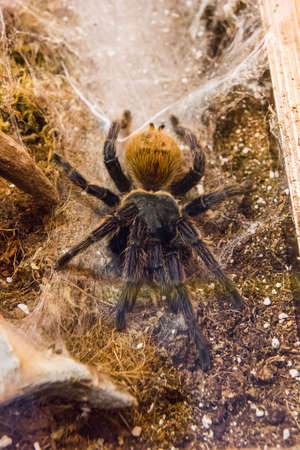 Poisonous tarantula in a terrariumの写真素材