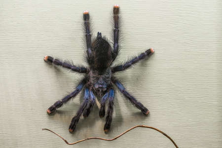 Poisonous tarantula in a terrariumの写真素材