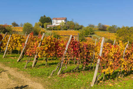 Autumnal colors in the vineyards near Ovada, Piedmontの写真素材