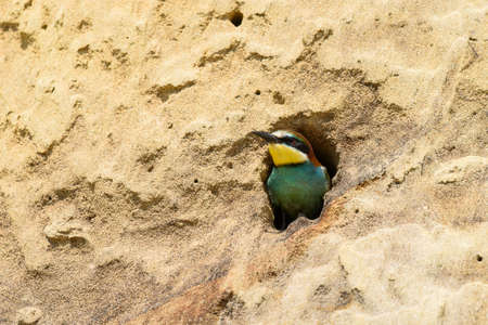 European bee-eater, a small bird of family of coraciformes