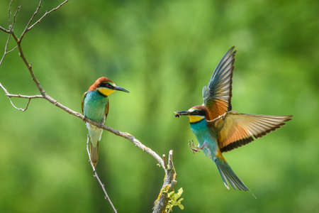 European bee-eater, a small bird of family of coraciformes