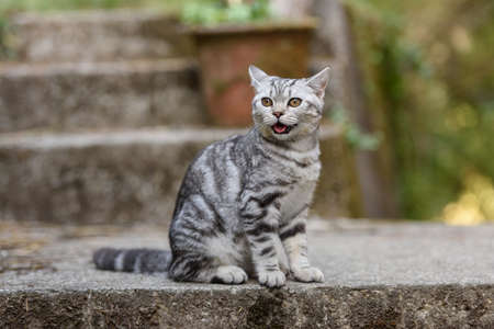 Kitten of a scottish straight catの写真素材