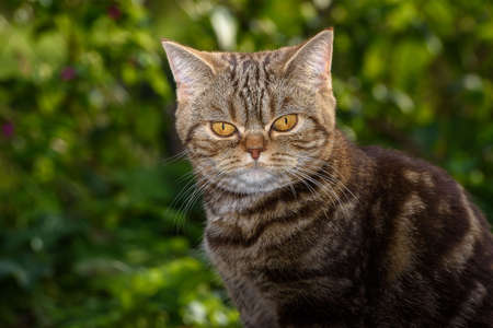 Kitten of a scottish straight catの写真素材