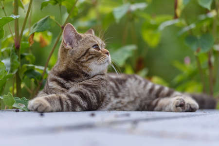 Kitten of a scottish straight cat