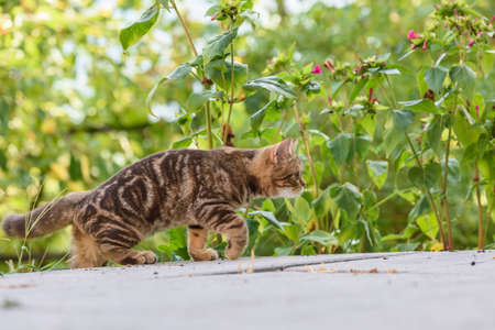 Kitten of a scottish straight catの写真素材