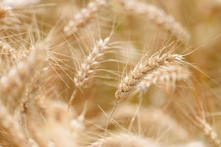 Ear of Wheat in a cornfield in Piedmont