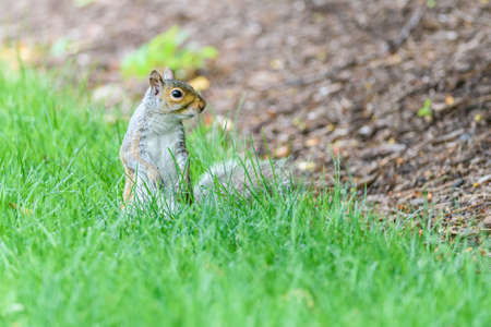 Squirrel standing in a field