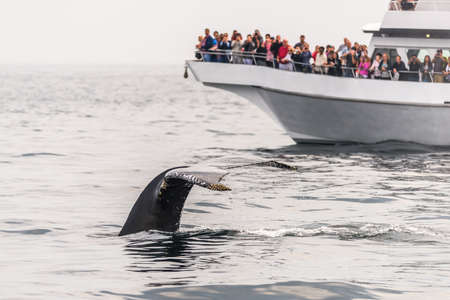 Watching the whales in the Stellwagen Bank Marine Sanctuary in Massachusettsのeditorial素材