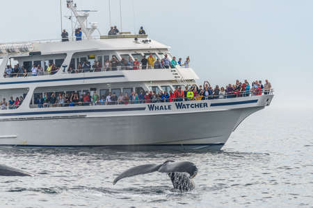 Stellwagen Bank, USA - July 11 2017 - Boat of a whalewatching company and a whale in Stellwagen Bank - Massachusettsのeditorial素材