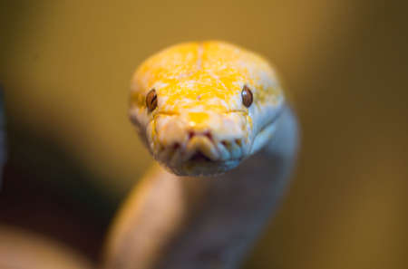 Reticulated python are the world's longest snakes and longest reptilesの写真素材
