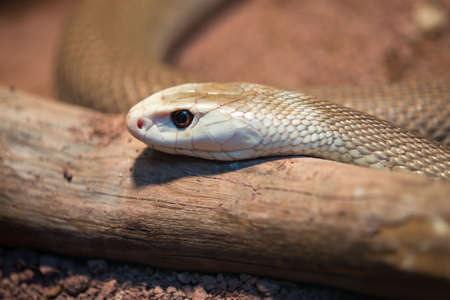 Higlly venomous astralasian snake called taipan
