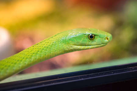 Higlly venomous snake of the elapids family: the mambaの写真素材