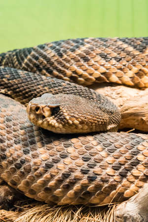 diamondback rattlesnake is a pit viper species found in the southeastern United States