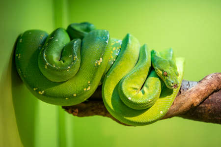 A bright green snake that can reach 2 metres in lengthの写真素材