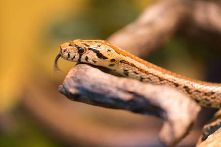 The European ratsnake or leopard snake (Zamenis situla), is a species of nonvenomous colubrid snakeの写真素材