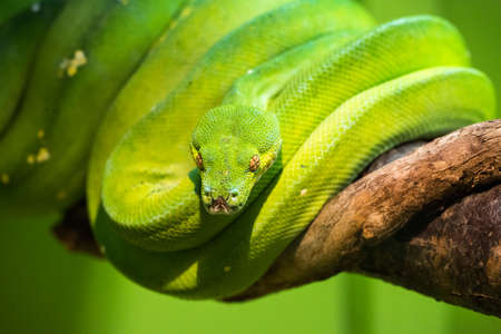 A bright green snake that can reach 2 metres in length