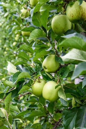 Apple trees and fruit in Vinschgau, South Tyrol
