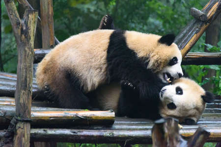 Two young panda playing, in Panda center of Chengduの写真素材