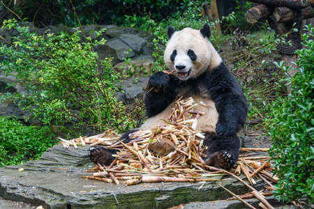 Panda Bear eating Bamboo in Panda Center of Chengduの写真素材