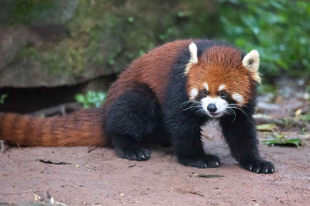 Red Panda in Panda Center of Chengduの写真素材