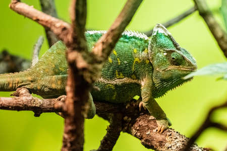 Veiled Chameleon also called Cone-head Chameleon or Yemen Chameleon because it leaves in the Arabian Peninsulaの写真素材
