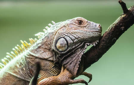 Green iguana also called american iguanaの写真素材
