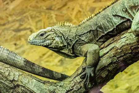 Cuban rock iguana also called cuban iguanaの写真素材